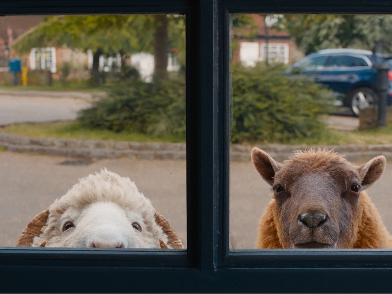 Slika - OVCE DETEKTIVI